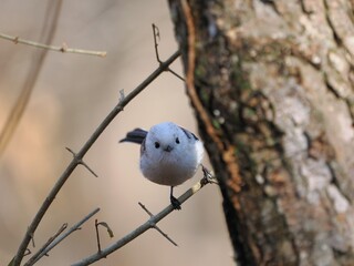 枝にとまるシマエナガ