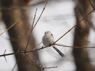 枝にとまるシマエナガ