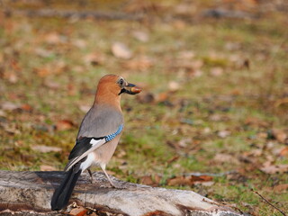 どんぐりをくわえるミヤマカケス