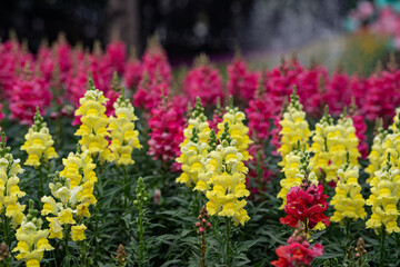 colorful Snap dragon (Antirrhinum majus) blooming in garden background with selectived focus