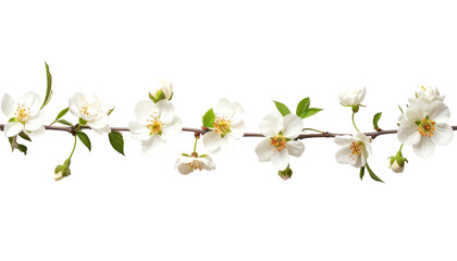 Delicate White Cherry Blossoms on branch with Transparent Background for Springtime Designs and Floral Arrangements Perfect for Digital Compositions and Creative Projects