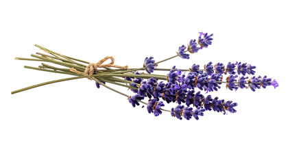 Lavender Bouquet Isolated on Transparent Background with Twine Tie for Aromatherapy Crafts and Floral Design Projects