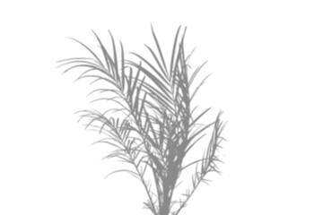 Tropical palm tree leaf shadow overlay effect. Realistic leaf shadow isolated on transparent background. Tropical plant silhouette. Ideal summer spring decoration design elements. PNG