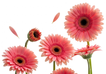 Pink gerbera daisies with falling petals on black background