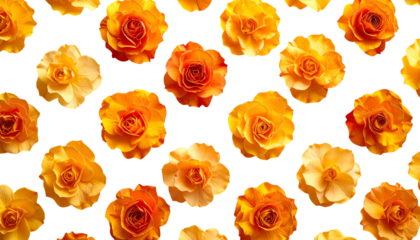 Orange flowers with a yellow outline are arranged against a black backdrop
