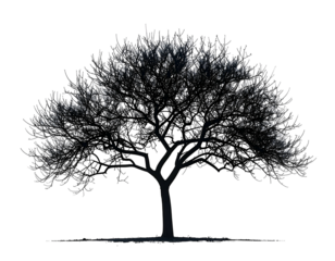 Dark silhouette of a tree with a wide crown against a black background
