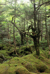 白駒の池・苔と原生林