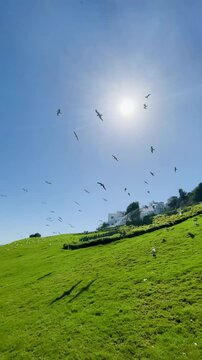 seagulls on the beach
