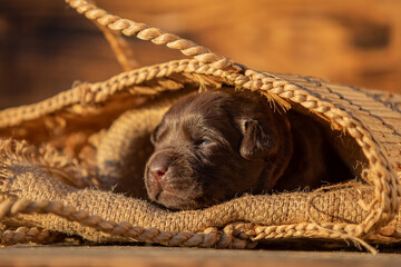 Cute newborn puppy resting inside a woven bag in warm natural light. Close-up of tiny baby dog,...