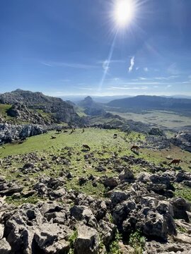 Tetouan, Morocco A herd of wild cows roams the slopes of Fahs El Maher Mountain, amidst rolling hills, rich wildlife, and serene natural landscapes