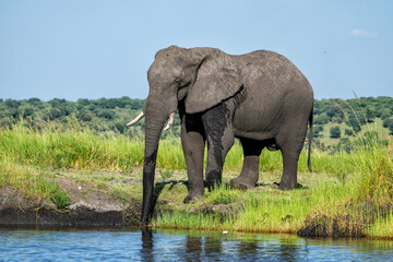 Close encounter with a bull elephant from a boat. African elephant showing dominant behaviour at the Chobe River between Botswana and Namibia in the green season.