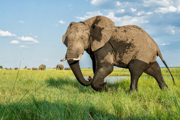 Fototapeta premium Close encounter with a bull elephant from a boat. African elephant showing dominant behaviour at the Chobe River between Botswana and Namibia in the green season.