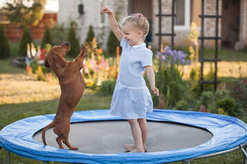 a three year old smiling girl playing with dachshund dog on trampoline in green sunny summer park