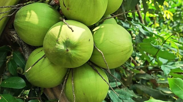 Green coconut on coconut tree.