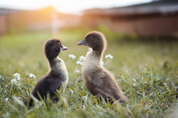 little ducklings in green grass in the rays of the setting sun