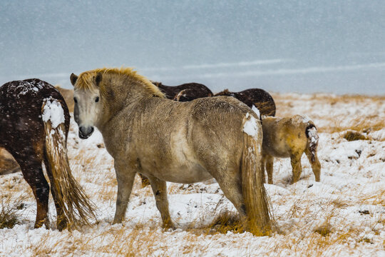 View of horses standing in a snowy field with a light dusting on their backs, their coats blending with the winter landscape, Blonduos, Vatnsnes peninsula, North Iceland.