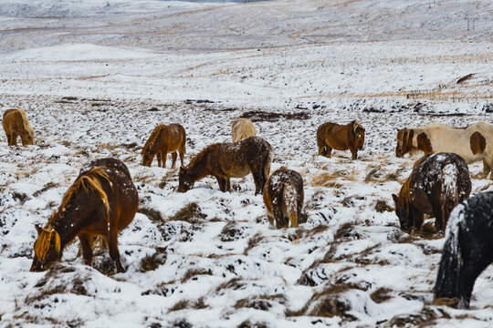 View of Icelandic horses grazing peacefully on a snow-dusted field, their warm coats a stark contrast to the serene white landscape, Blonduos, Iceland.