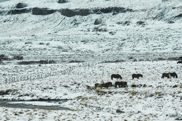 View of a herd of brown horses grazing peacefully on a snow-covered field under a cloudy sky creating a serene winter landscape, Blonduos, Iceland.