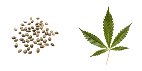 Seeds and leaf on white background isolated on a transparent background green brown 1 plant