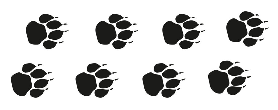  tiger or lion paw footprint way lion paws walking randomly