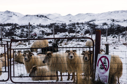 View of curious sheep huddle behind a snow-dusted metal fence, contrasting against the stark white landscape and distant mountains, Rejkjahlid, North Iceland, Iceland.