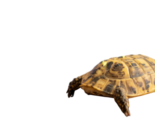 Firefly_Elegant Black Leather Mens Dress Shoes Polished Formal Style man lace dark wear foot - Firefly_Finance stock growth chart investment graph on 3d diagram background with up arrow di