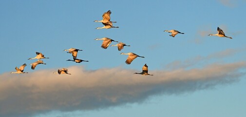 flock of majestic sandhill cranes in flight over their winter habitat of bernardo state wildlife refuge, near socorro, new mexico