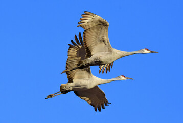 Fototapeta premium pair of majestic sandhill cranes in flight on a sunny day over their winter habitat of bernardo state wildlife refuge, near socorro, new mexico