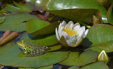 Wasserfrosch mit Seerose