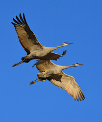 Fototapeta premium pair of majestic sandhill cranes in flight on a sunny day over their winter habitat of bernardo state wildlife refuge, near socorro, new mexico