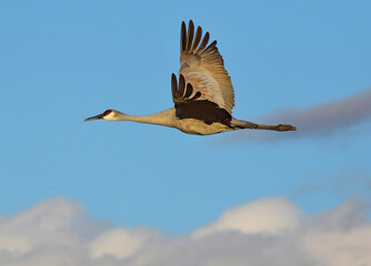 Fototapeta premium close up of a majestic sandhill crane in flight on a sunny day over its winter habitat of bernardo state wildlife refuge, near socorro, new mexico