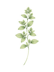 Obraz premium Watercolor illustration of a fresh oregano plant stem with leaves and buds.
