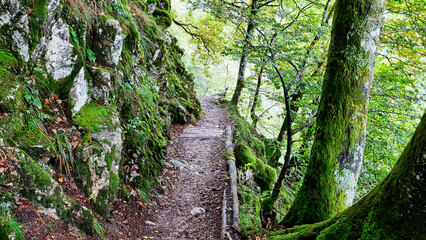 Auf dem Wanderweg Sentier des Roches (Felsenpfad) am Col de la Schlucht im Elsass