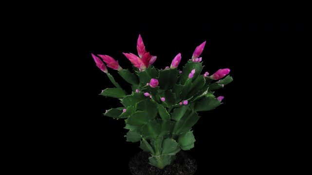 Time lapse of rotating, growing and blooming pink Christmas cactus isolated on black background