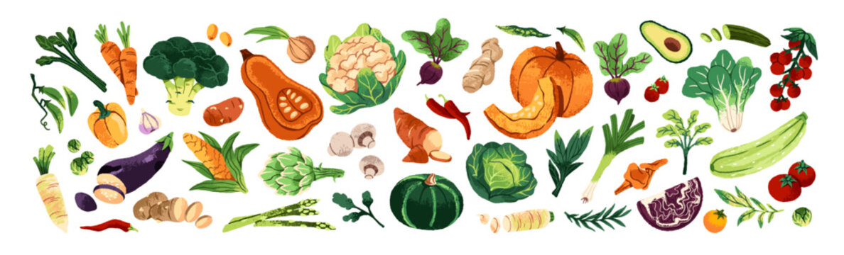 Set of different ripe and raw vegetables. Organic farm food- tomatoes, cabbages. Agriculture crops. Natural harvest. Healthy eating. Flat isolated hand drawn vector illustrations on white background