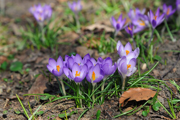 Family of purple crocuses blooming under the sun  throw old leaves on early springtime . Closeup outdoors photo. Early spring  bloomers crocuses, nature awakening , spring environment.