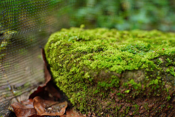 Green moss attached to the rock.