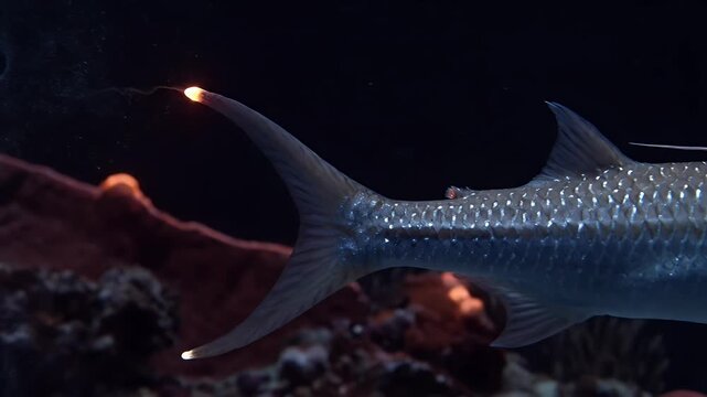 Bioluminescent fish tail glowing in deep dark ocean aquarium closeup
