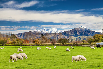 Beautiful New Zealand landscape with grazing sheep
