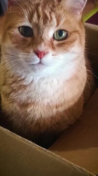 Chat roux et blanc assis dans un carton