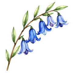 A branch of watercolor blue flowers with green leaves on a white background