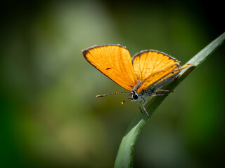 Fototapeta premium Orange butterfly resting on green grass blade