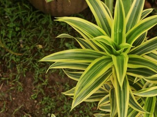 Top view of dracaena reflexa plant with variegated yellow and green leaves in the garden