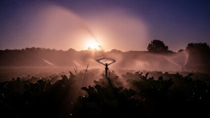 Multiple sprinklers watering large cultivated area under glowing sun and vibrant sky