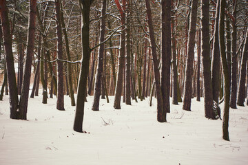 park,drzewa,zima  © Marcin Łazarczyk