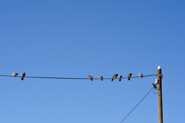 A group of pigeons perched in a row on a black electrical wire connected to a wooden pole under a clear blue sky