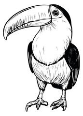Obraz premium Hand drawn line art illustration of a toucan depicting it standing for nature and jungle themes