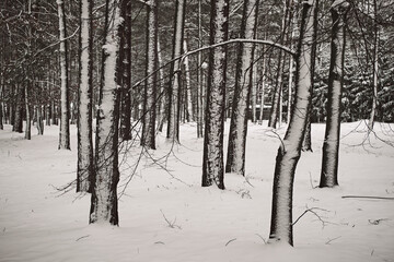 latarnia parkowa,zima  © Marcin Łazarczyk