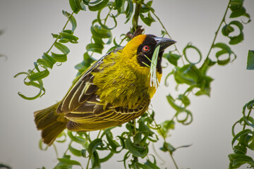 The Southern Masked Weaver (Ploceus Velatus) in South Africa.