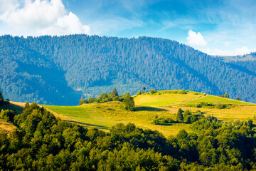 mountainous countryside landscape with rolling hills on summer morning. rural area of mizhhirya...